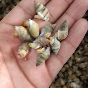 海螺丝