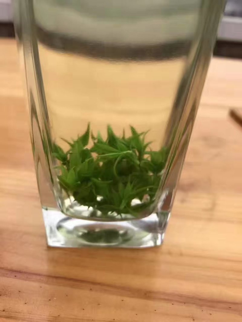 苦丁产地直销