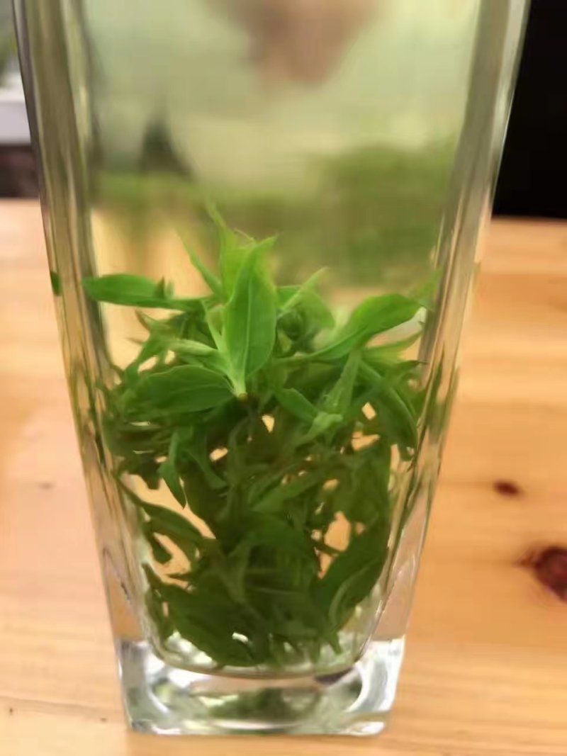 苦丁产地直销