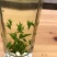 苦丁产地直销