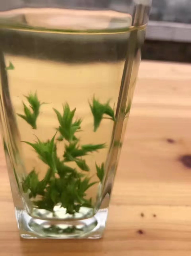苦丁产地直销