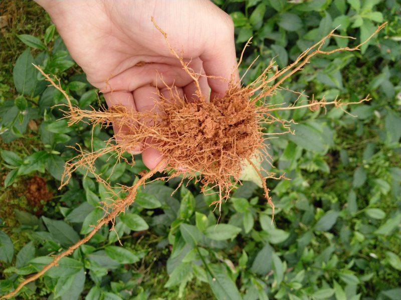 英德红茶鸿雁十二号英红九号茶苗