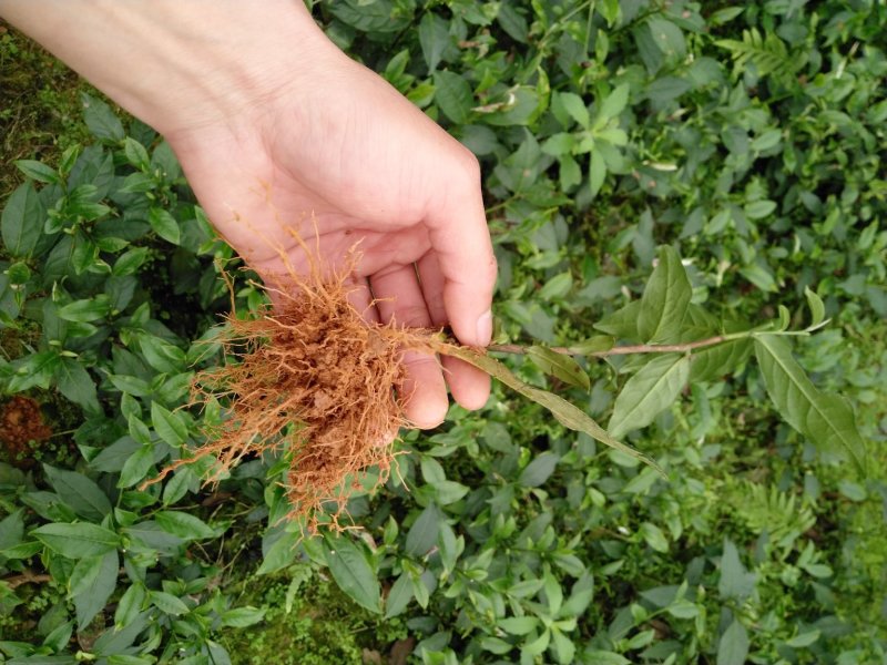 英德红茶鸿雁十二号英红九号茶苗