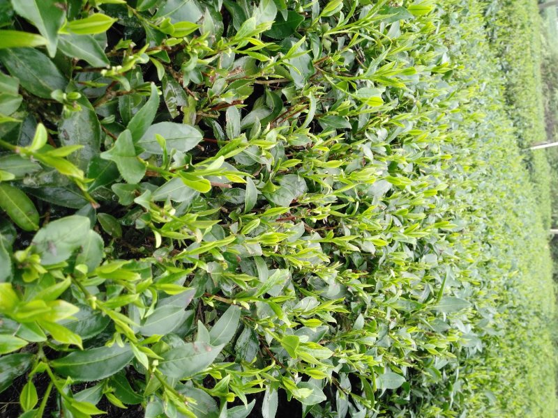 英德红茶鸿雁十二号英红九号茶苗