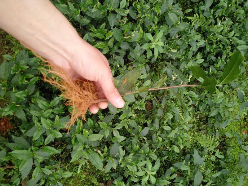 英德红茶鸿雁十二号英红九号茶苗