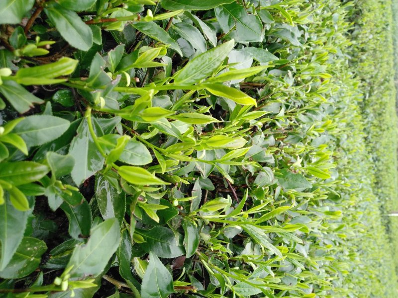 英德红茶鸿雁十二号英红九号茶苗