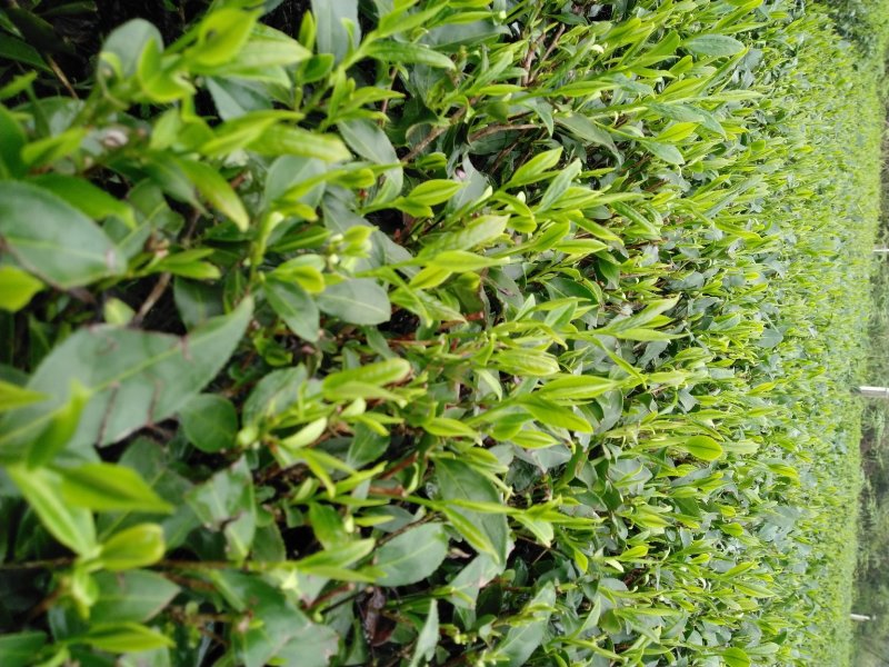 英德红茶鸿雁十二号英红九号茶苗