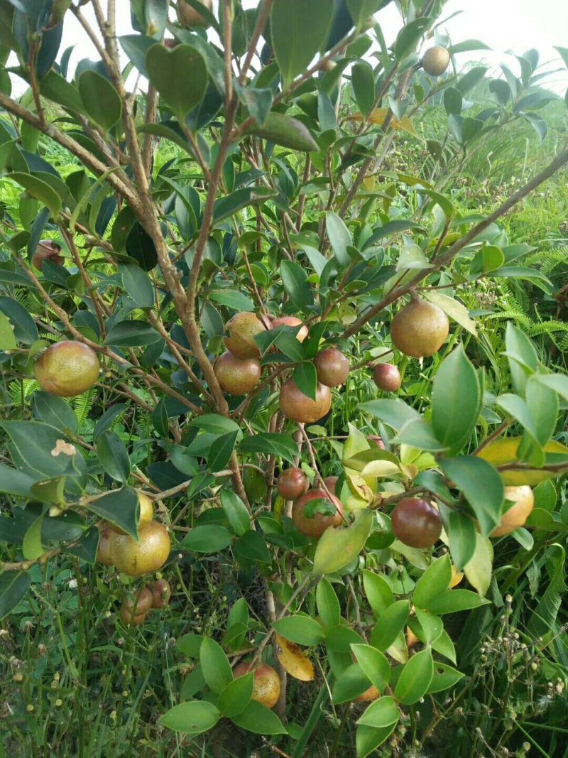 山茶果