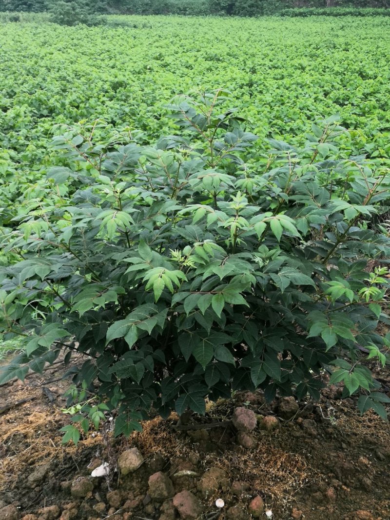 吴朱萸一年苗开始预订了，正宗广西改良中花