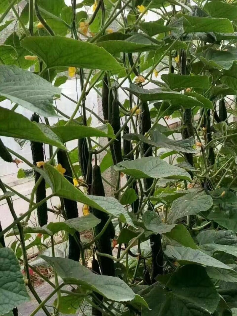 嫁接黄瓜苗高产绿油量黑油量密刺绿瓤条顺直易管理
