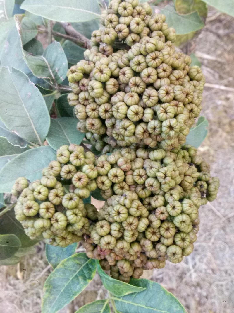 吴朱萸一年苗开始预订了，正宗广西改良中花