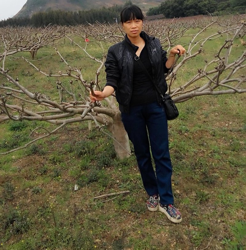 吴朱萸一年苗开始预订了，正宗广西改良中花