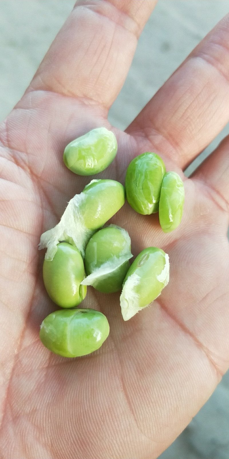 翠绿宝大量上市了，需要的朋友通过一亩田毛豆12~18克