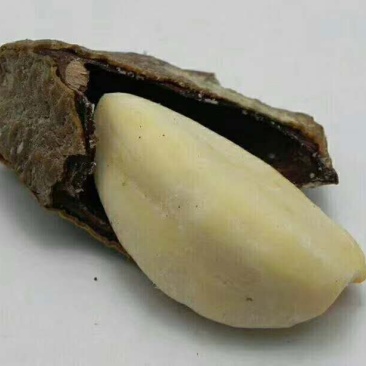 新疆特产鲍鱼果2斤起包邮