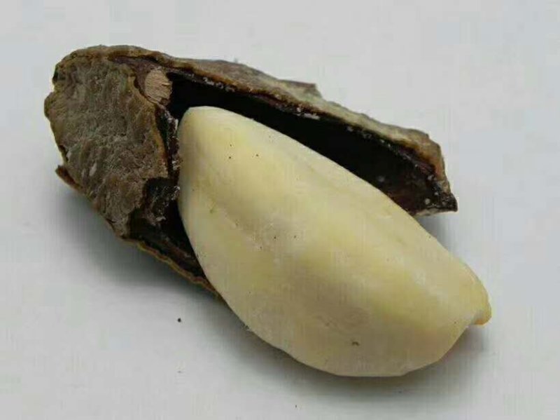 新疆特产鲍鱼果2斤起包邮