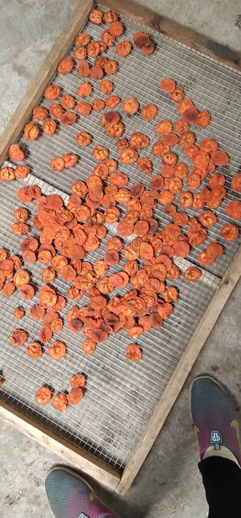 大片白水杏干代县繁峙特产