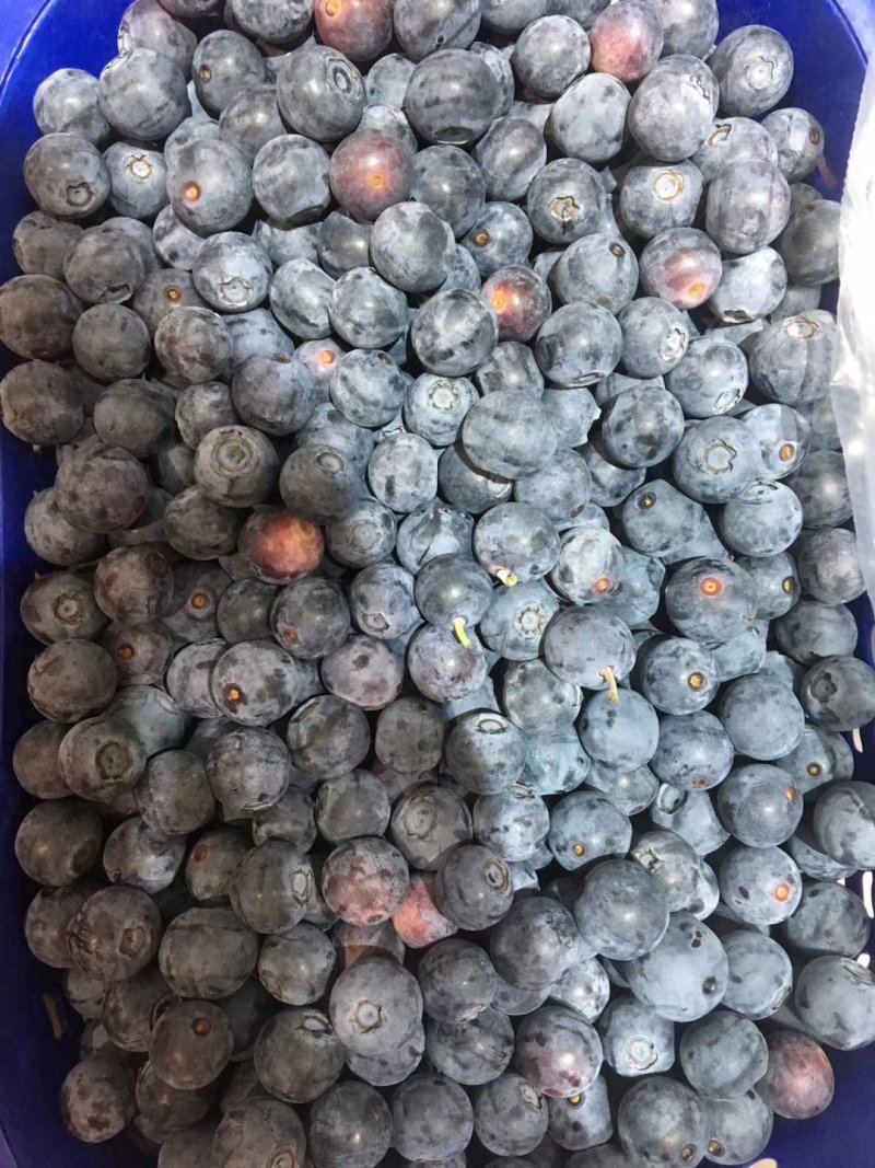 澄江蓝莓