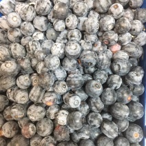 澄江蓝莓