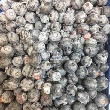 澄江蓝莓