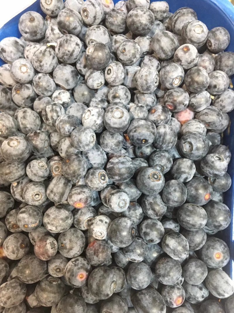 澄江蓝莓