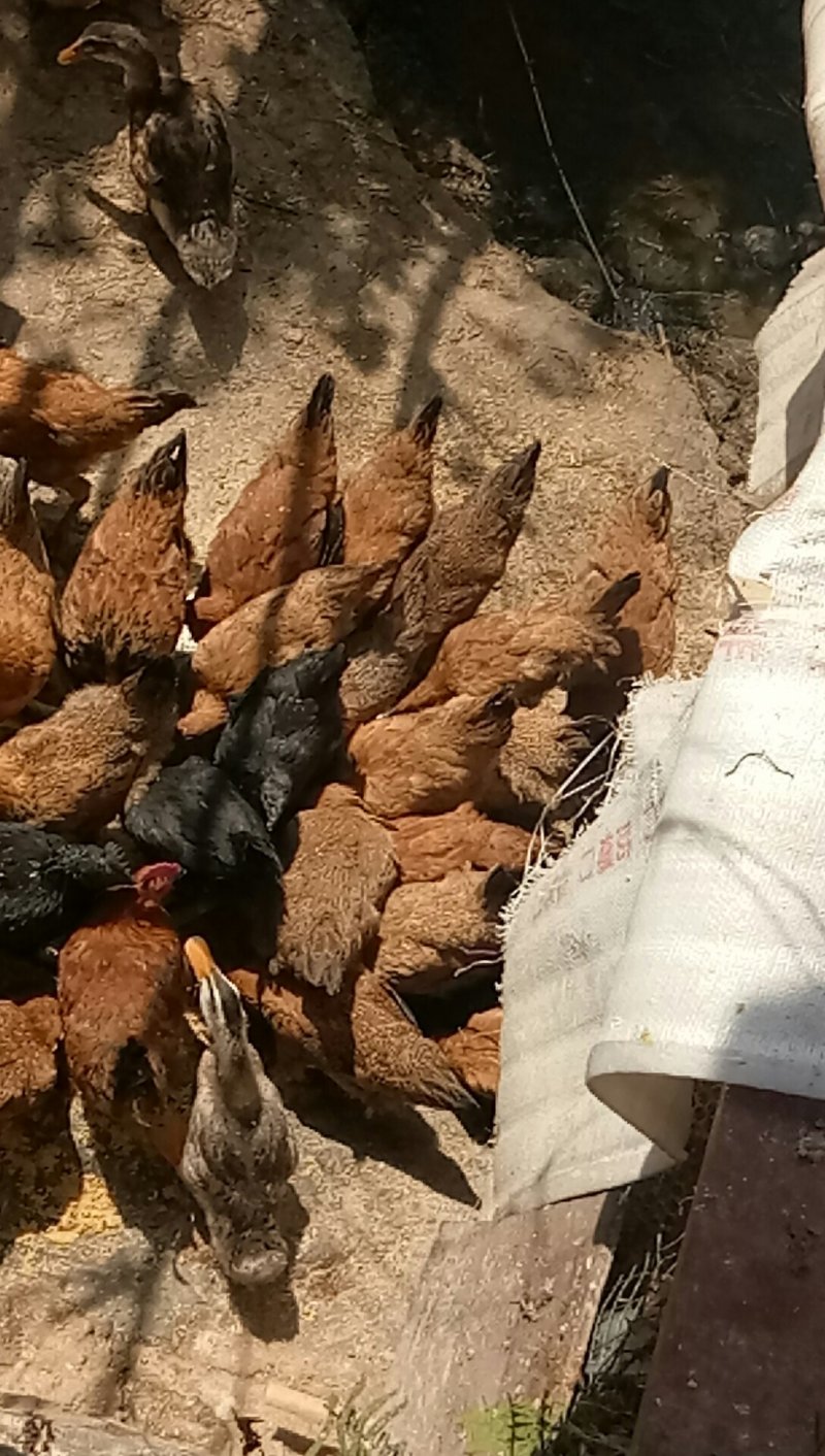 散养土鸡主食喂的玉米麦麸竹粉青草