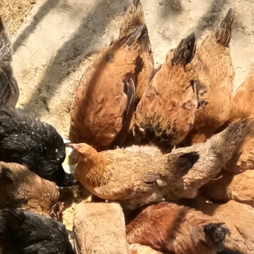 散养土鸡主食喂的玉米麦麸竹粉青草