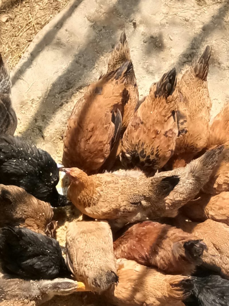 散养土鸡主食喂的玉米麦麸竹粉青草