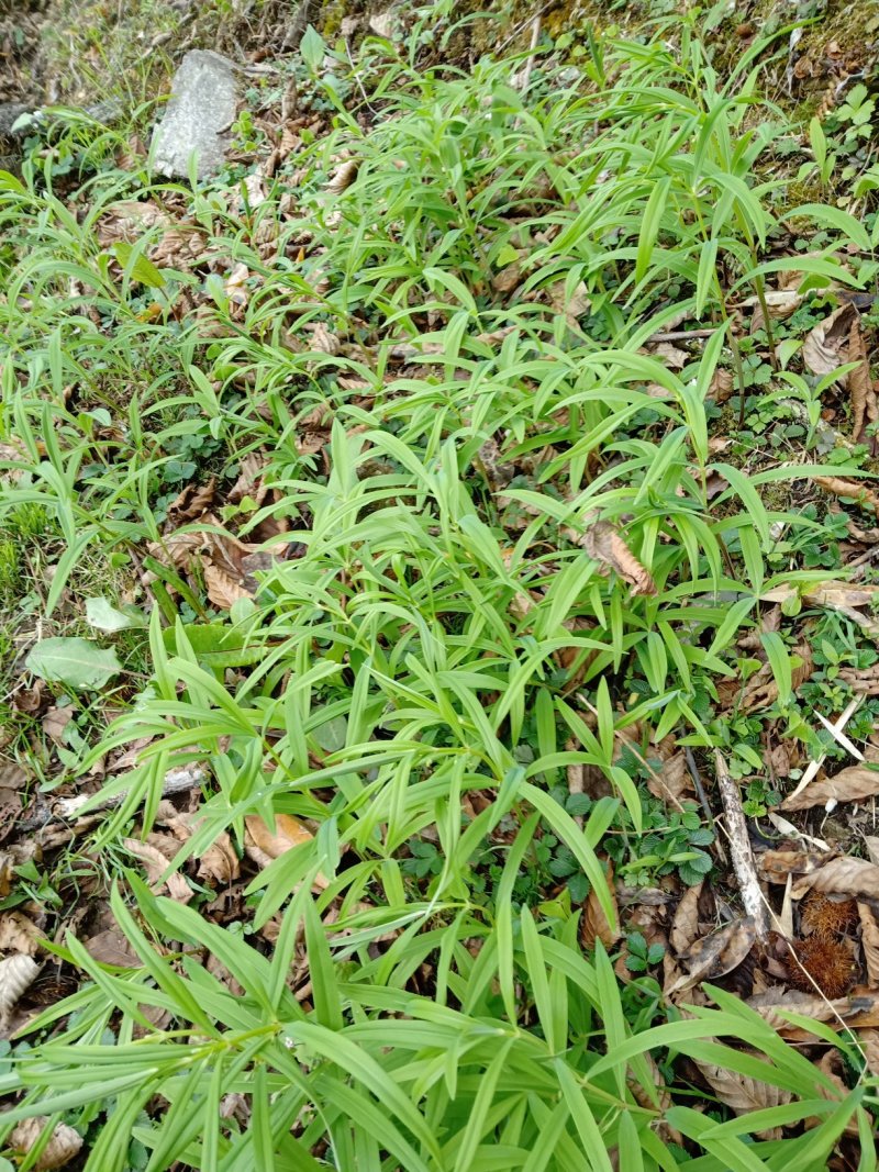 黄精苗出买，用的可以联系我，可以称一斤:50元