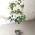 桂花：金桂