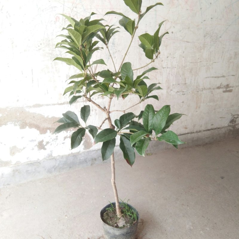 桂花：金桂