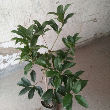 桂花：金桂