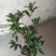 桂花：金桂