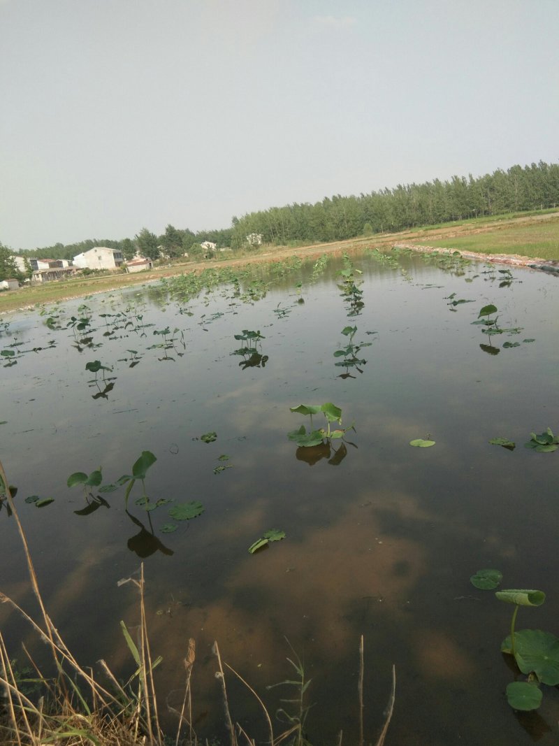 预售沙土地莲藕3735