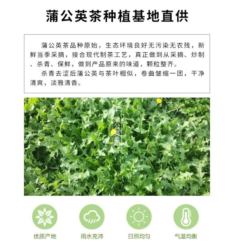 蒲公英茶东北蒲公英长白山特产包邮新货蒲公英