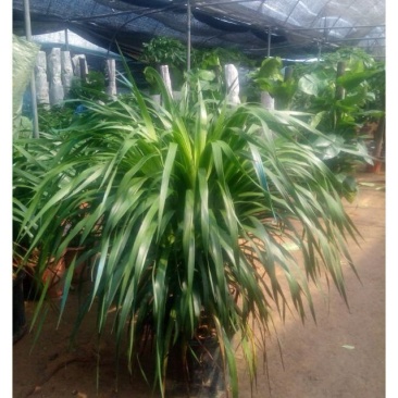 大型绿植龙须树多头龙血树龙铁树室内客厅盆栽花卉植物办公室