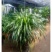 大型绿植龙须树多头龙血树龙铁树室内客厅盆栽花卉植物办公室