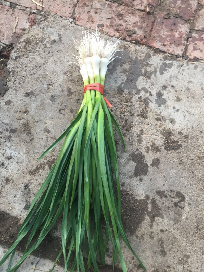吉林精品蒜苗，东北一点红蒜苗，大量上市，品质保证，可视频