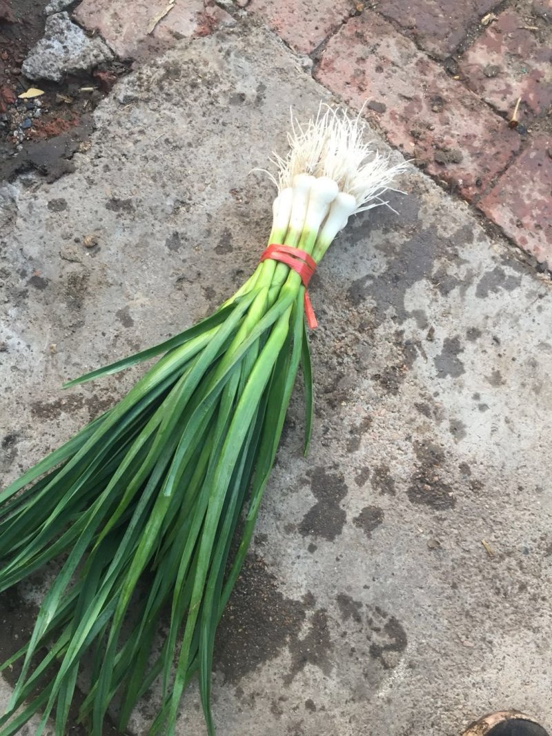 吉林精品蒜苗，东北一点红蒜苗，大量上市，品质保证，可视频