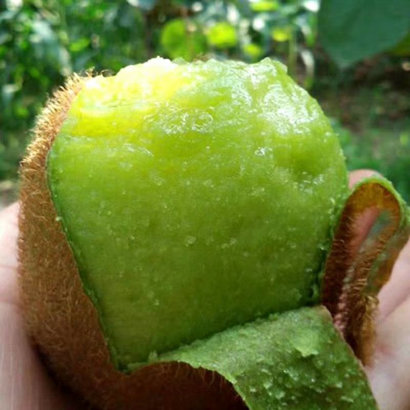广州直发[强]智利绿猕猴桃💚💚含多钟维生素的水果