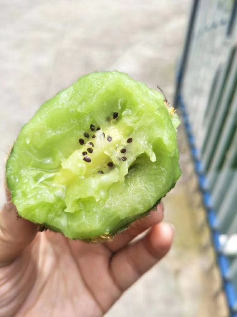 广州直发[强]智利绿猕猴桃💚💚含多钟维生素的水果