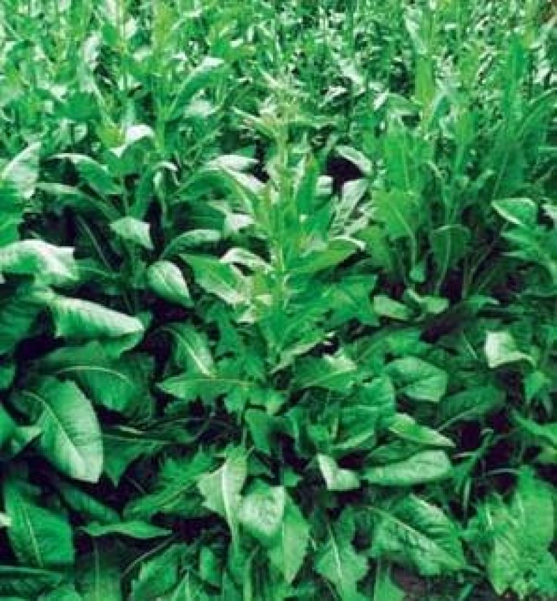 鲁梅克斯种子耐寒性较强多年生牧草种子