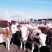 西门塔尔牛肉牛种牛200-600斤免费送牛上门检疫证明