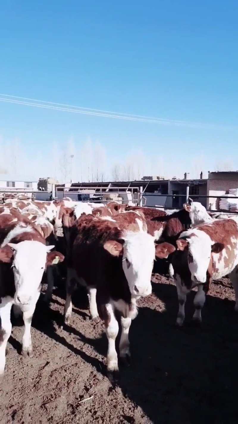 西门塔尔牛肉牛种牛200-600斤免费送牛上门检疫证明
