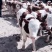 西门塔尔牛肉牛种牛200-600斤免费送牛上门检疫证明