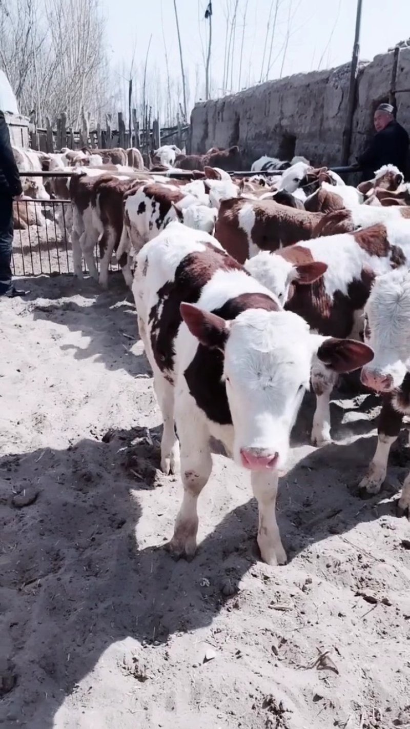 西门塔尔牛肉牛种牛200-600斤免费送牛上门检疫证明