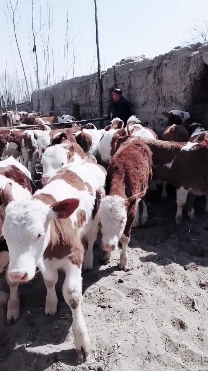 西门塔尔牛肉牛种牛200-600斤免费送牛上门检疫证明