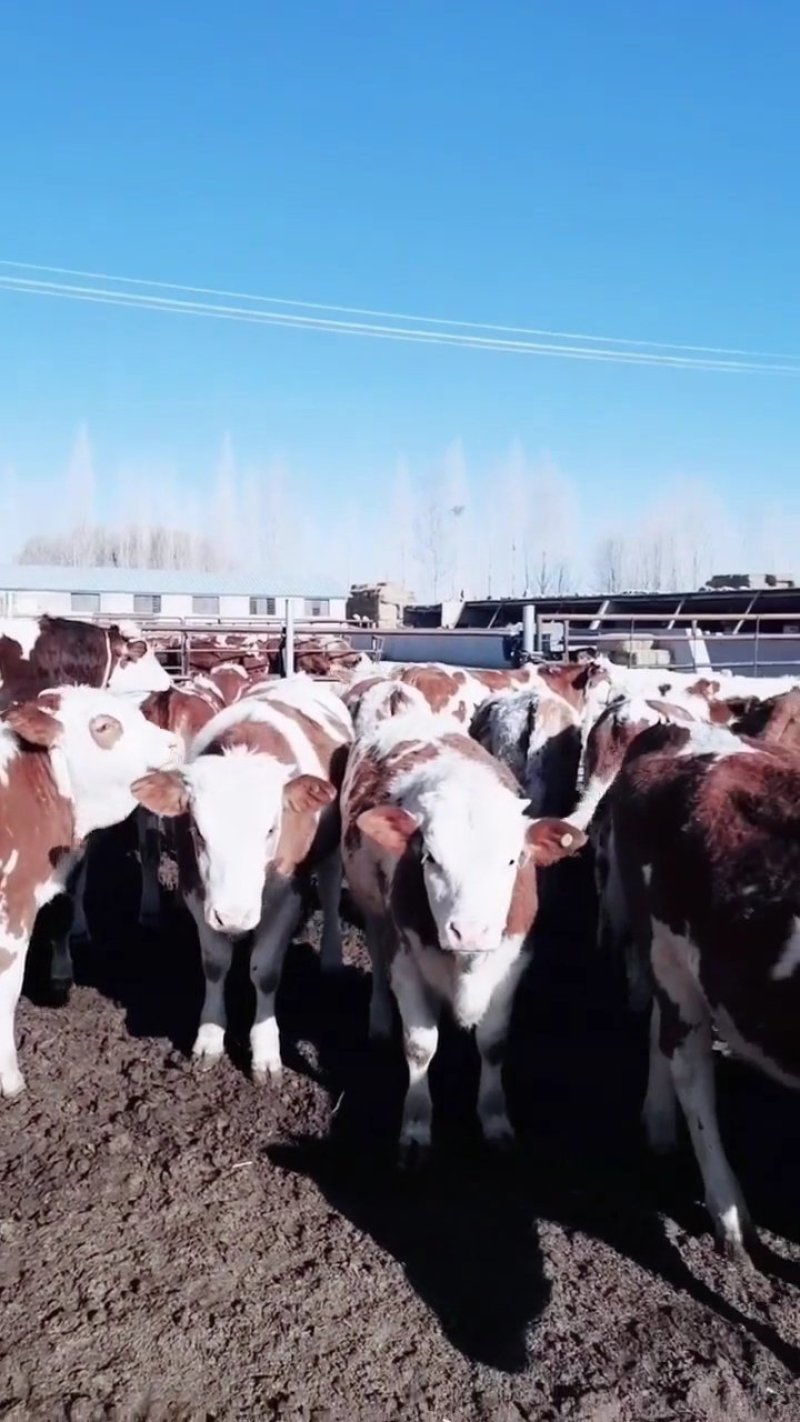 西门塔尔牛肉牛种牛200-600斤免费送牛上门检疫证明