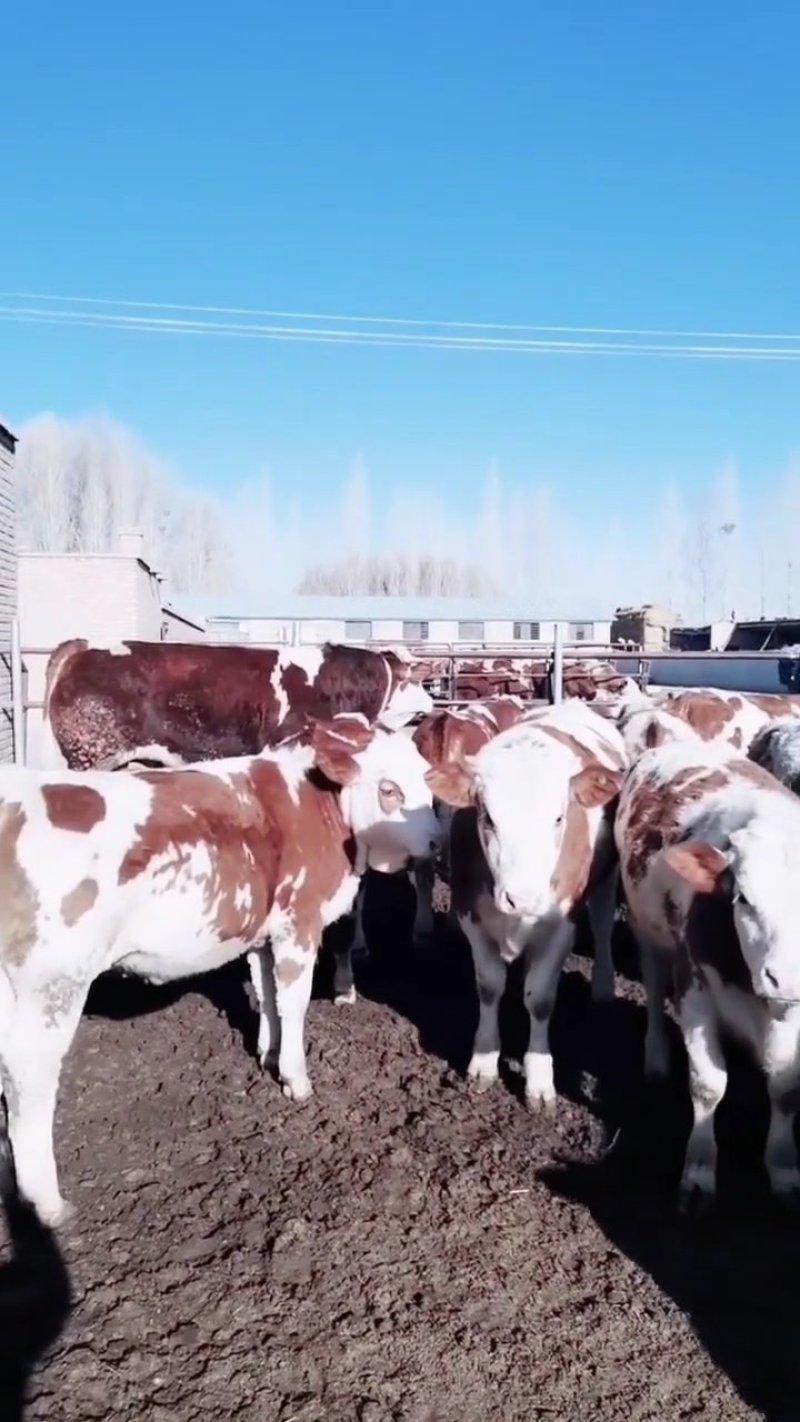 西门塔尔牛肉牛种牛200-600斤免费送牛上门检疫证明