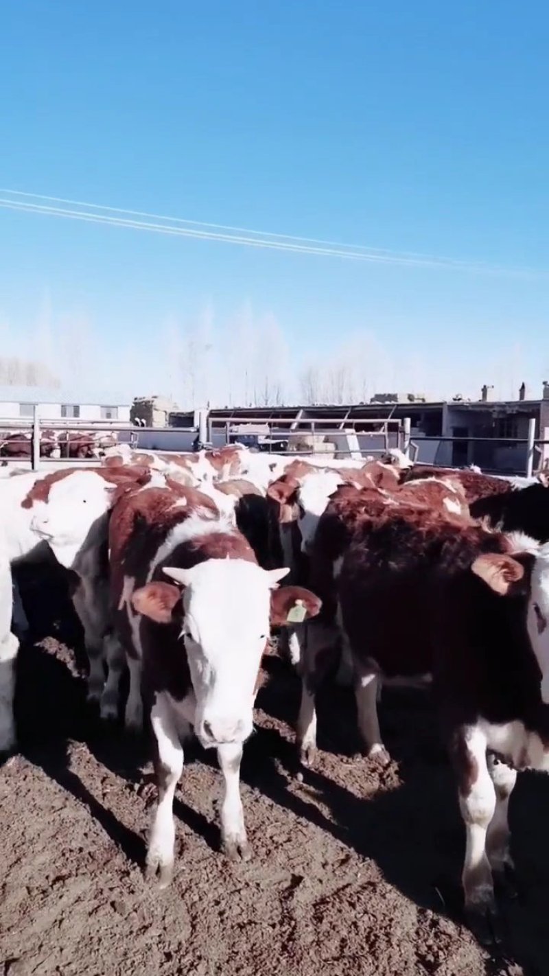 西门塔尔牛肉牛种牛200-600斤免费送牛上门检疫证明