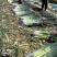 基地一手货源新地膜嫩葱大量上市
